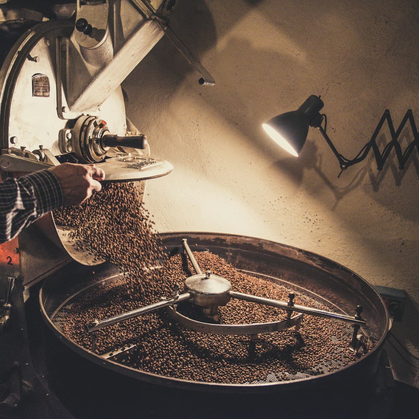Freshly roasted beans emptying from a Probat drum roaster.